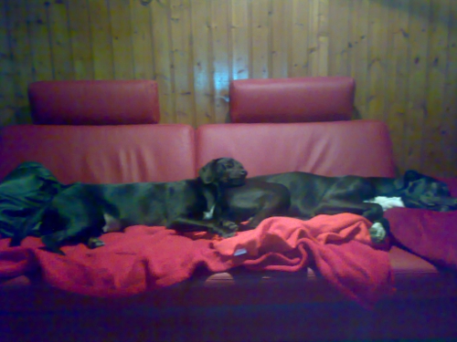 Fimi_und_Gesta