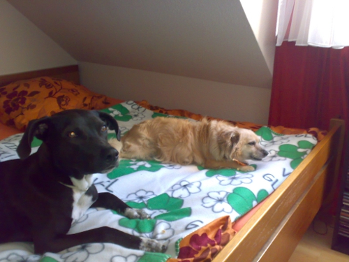 Gesta&Trixi_im_Bett