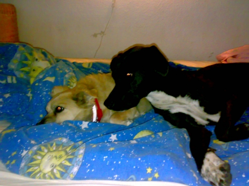 Gesta&Trixi_im_Bett2