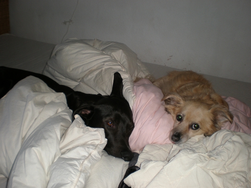 Gesta&Trixi_im_Bett3