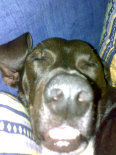 Nase