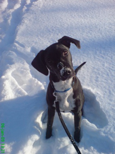 Schnee