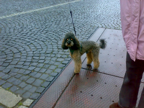 Teddy