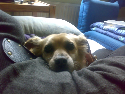 Trixi